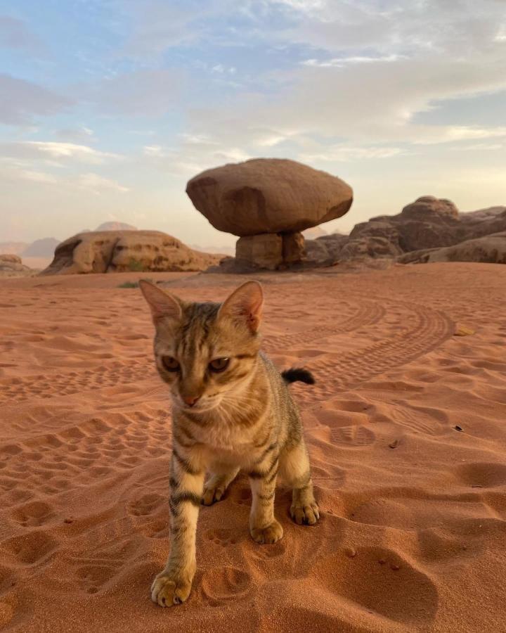 Flowers Rum Camp Wadi Rum Bagian luar foto